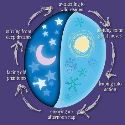 Life Cycle